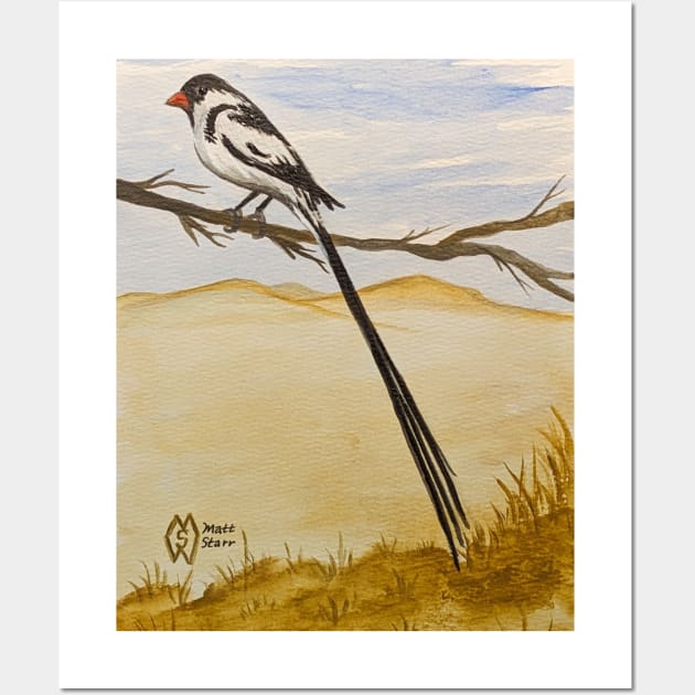 Pin-tailed whydah in the savanna Wall Art by Matt Starr Fine Art